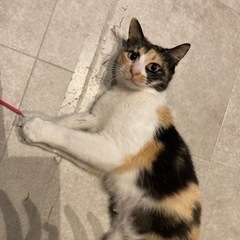 【里親決定】沖縄から来た賢くて人間大大大好きなミケちゃん！