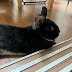 ネザーランドドワーフ（4才♂）
