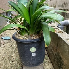 君子蘭二鉢