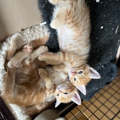 とても美人なアメショ系の猫を2ヶ月半位前に保護しましたが
