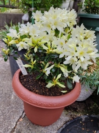 ミニ薔薇、久留米つつじ、姫うつぎ