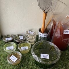 里山めだか　無人販売の画像