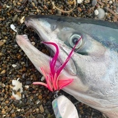 バラシ激減　なぜか釣れる毛針　ピンクインブラック　渋い時に自分だけ釣れてました。の画像