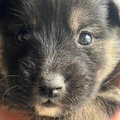 子犬のオーナーさま募集(お話し中)