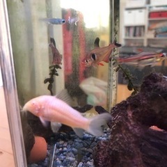 【お取引中】熱帯魚　4匹の画像