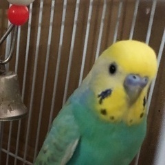 【受付終了】セキセイインコ　レインボーカラー