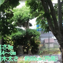 イヌマキ　　薪の画像