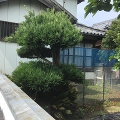 イヌマキ　　薪