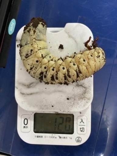 OAKS血統ヘラクレスヘラクレス3令初期〜中期幼虫各種