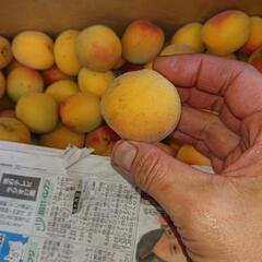 無農薬完熟南高梅多少キズあり ジャムや梅ダージリンに最高 １kg200円の画像