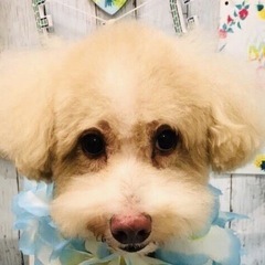 トリマー教室〜自宅トリマーの道へ〜の画像