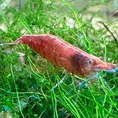 ヌマエビ　自然採取個体販売致します。の画像