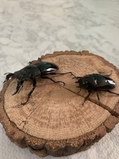 タランドゥスオオツヤクワガタ　ペア　　　♂65㍉×♀47㍉