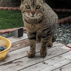 野良猫、オス、去勢済み、年齢不詳です。
