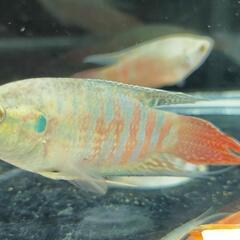 琉球闘魚ペア
