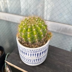 植物　サボテン　キンセイマル