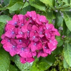 紫陽花挿し穂として3本ほど譲ってください𓂃 𓈒𓏸𑁍‬