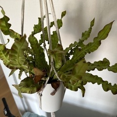 観葉植物　アスプレニウム
