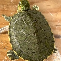 ミドリガメ ミシシッピアカミミガメ ／性別不明
