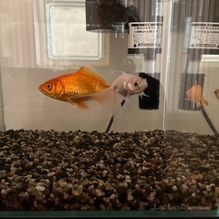 熱帯魚と金魚と水槽飼育セットの画像