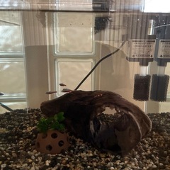 熱帯魚と金魚と水槽飼育セットの画像