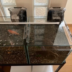 熱帯魚と金魚と水槽飼育セットの画像