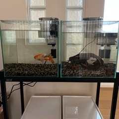 熱帯魚と金魚と水槽飼育セット