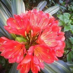 斑入りクンシラン開花サイズ鉢植え。