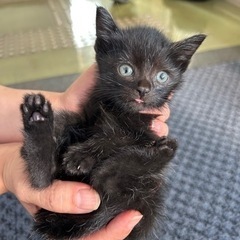 黒ちゃん（お話中）