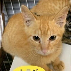 里親募集してます。