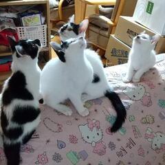 ２か月～の子猫　1匹でも可
