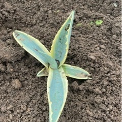 アガベ　アメリカーナ　黄覆輪　斑入りの画像