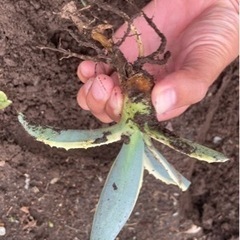 アガベ　アメリカーナ　黄覆輪　斑入りの画像