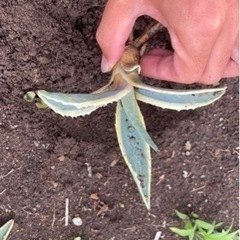 アガベ　アメリカーナ　黄覆輪　斑入り