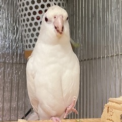 白いオカメインコです