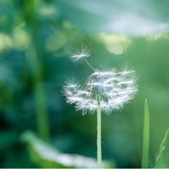 朝起きられない民の早起き仲間募集！！