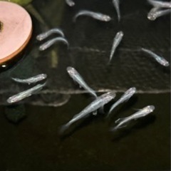 MIXメダカは10匹500円！商談ありの為一時受付出来ません