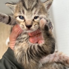 目が開いたばかりの子猫6匹