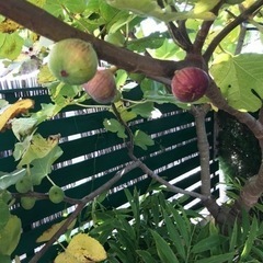 いちじく苗木　ビオレソリエス