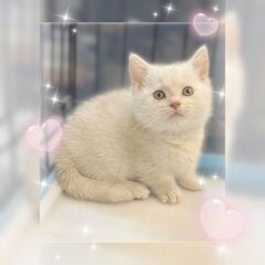 ハンディがある子（マンチカン短足）　どの子も幸せになれますように...