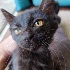 仔猫の相談室Vita里親募集(25)