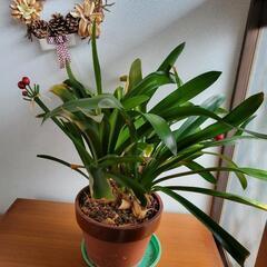 鉢植え　観葉植物達