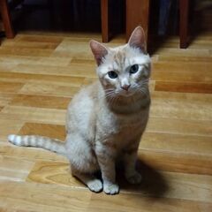 しっぽの長い茶トラ　去勢手術、ワクチン接種済み1歳オス