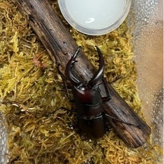 値下げしました！県内採取　天然ノコギリクワガタ　オス  63.4ミリの画像