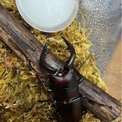 値下げしました！県内採取　天然ノコギリクワガタ　オス  63.4ミリ