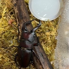 値下げしました！県内採取　天然ノコギリクワガタ　オス  63.4ミリの画像