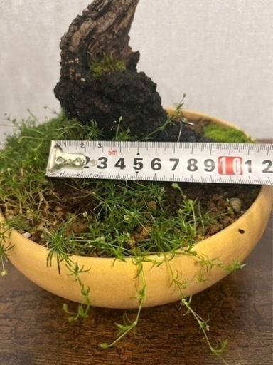 山取りサバ幹の桜盆栽