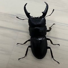 カブトムシ・クワガタ採集（さいまた市周辺） - メンバー募集