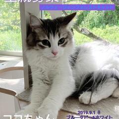 里親様決定 ｱﾘｶﾞﾄｳｺﾞｻﾞｲﾏｼﾀ!!😻ココﾁｬﾝ😻🎂20...