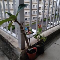観葉植物